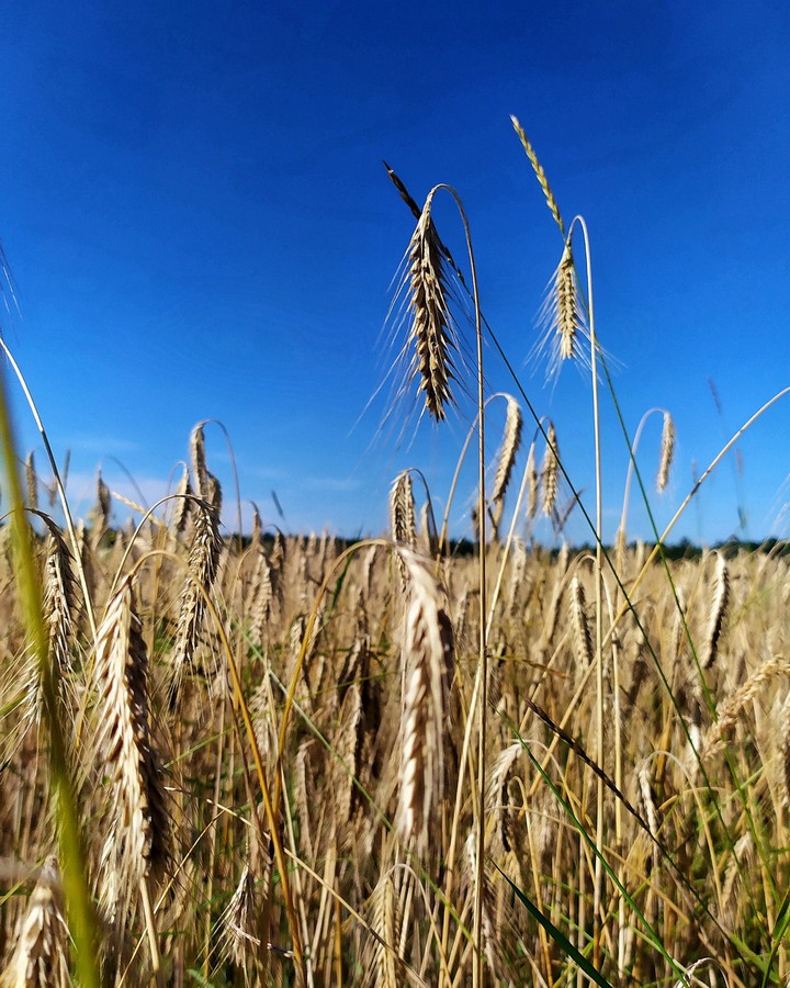 grain