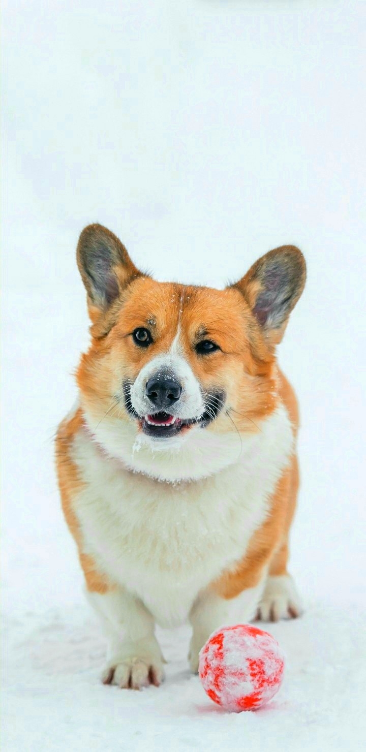 Cute  Dog❤❤