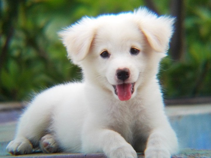 Dag