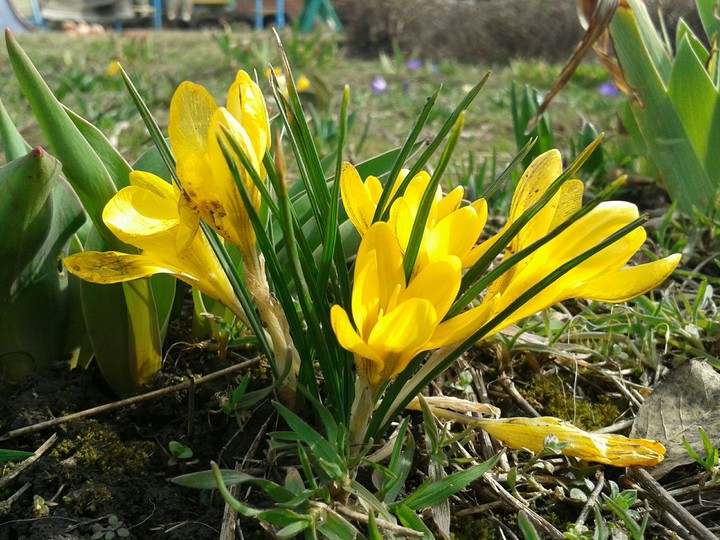 flower