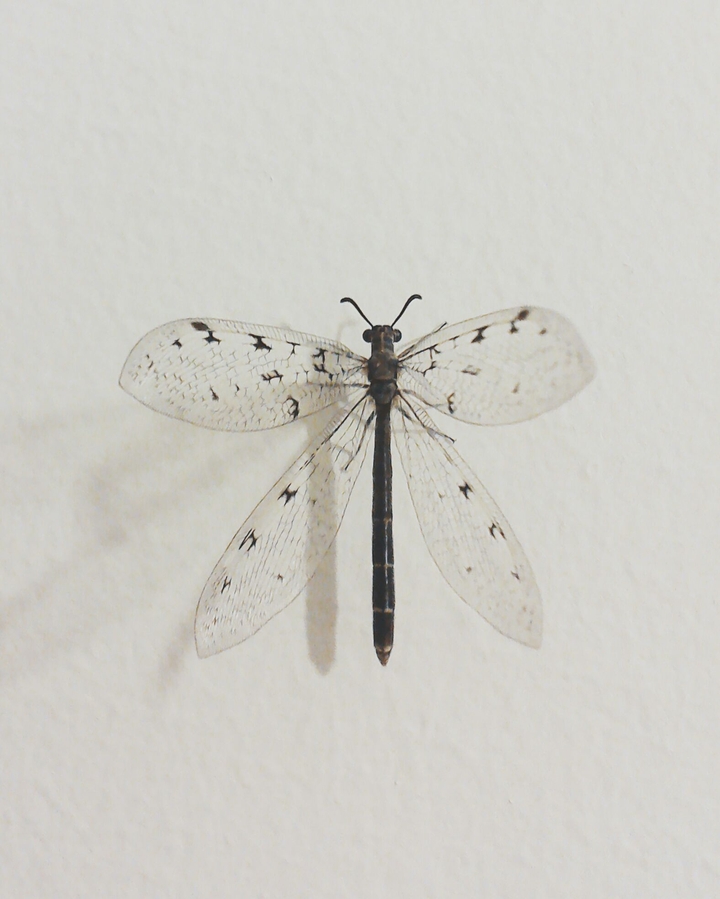 dragonfly