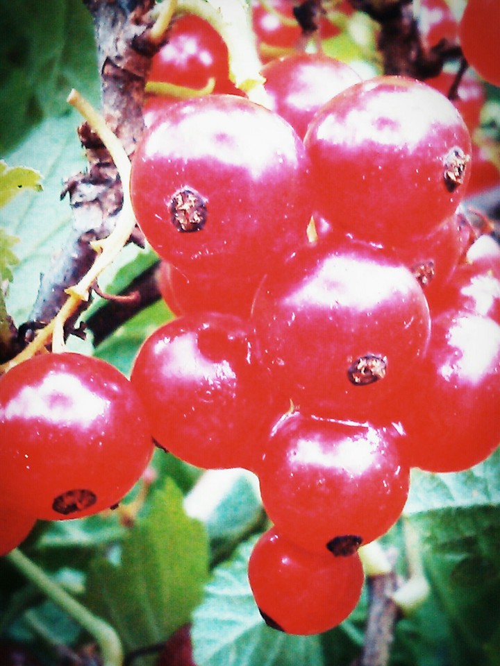 Fruits