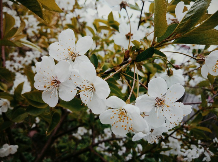 spring