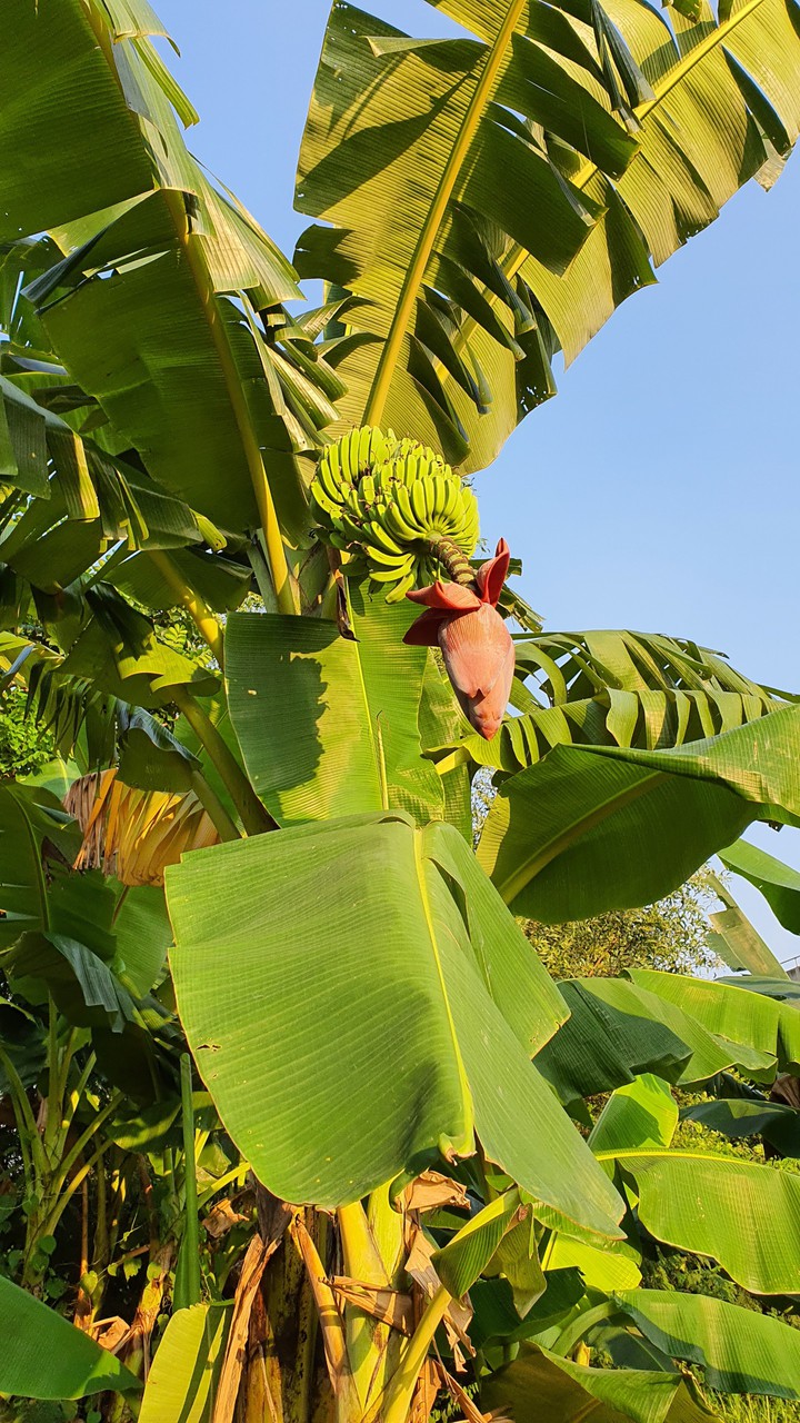 banana
