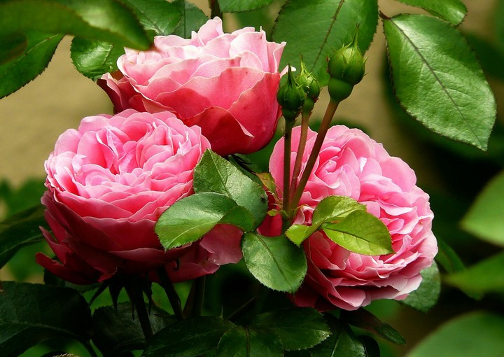 pink rose
