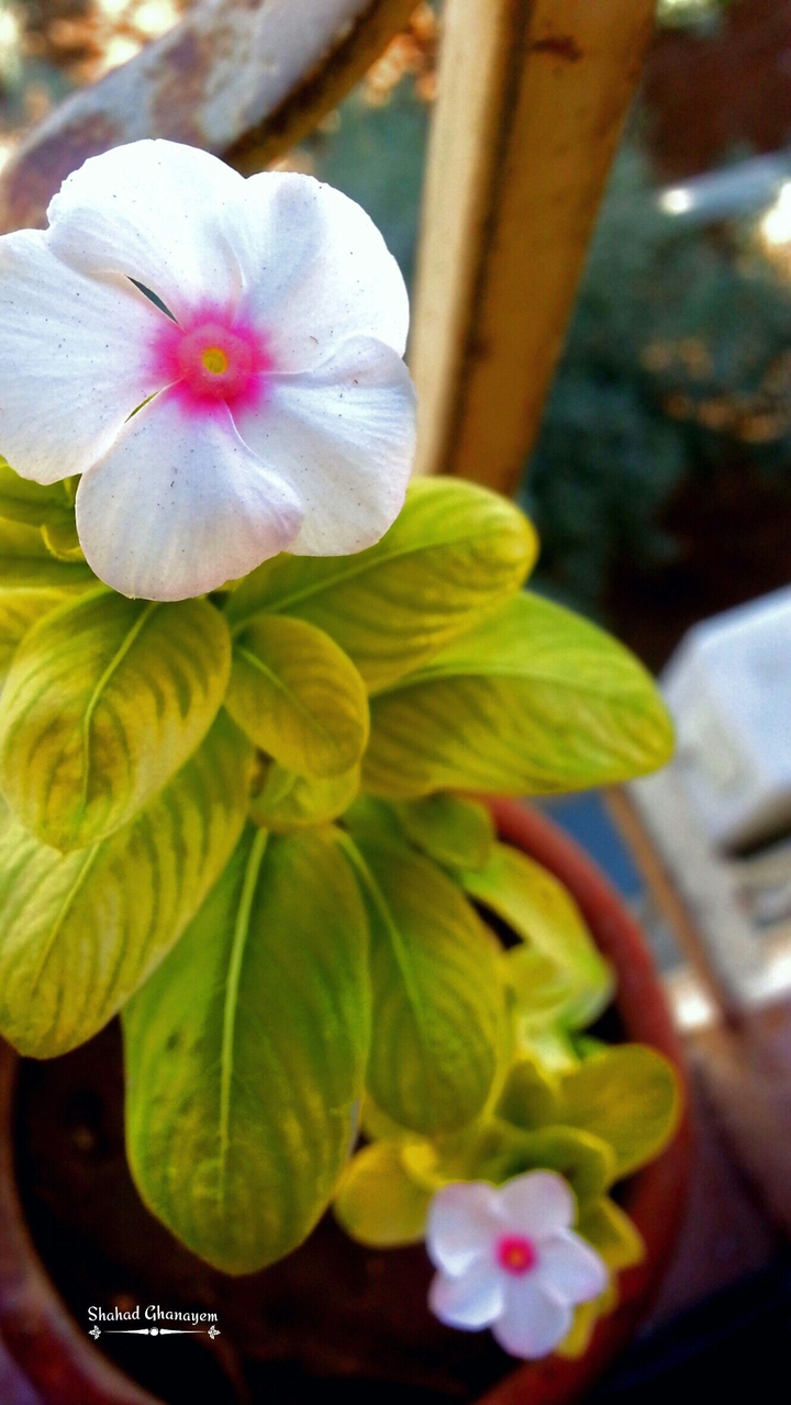 flower