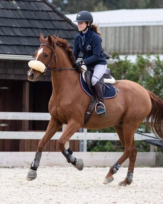 Great horse
