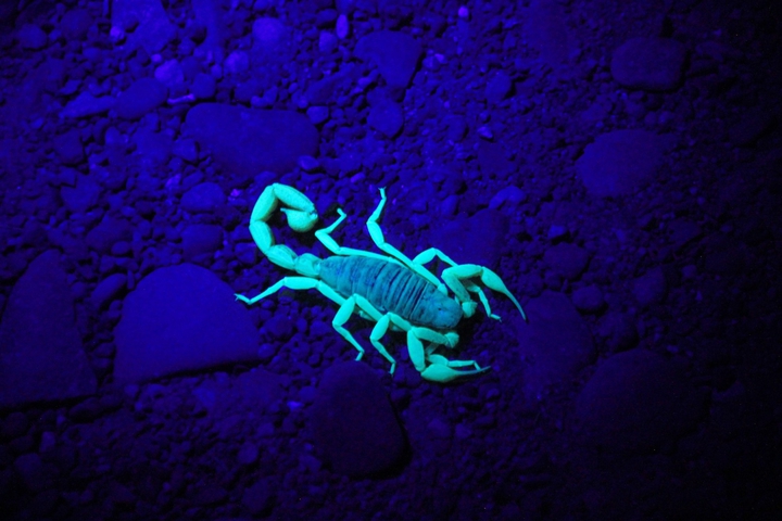 escorpion