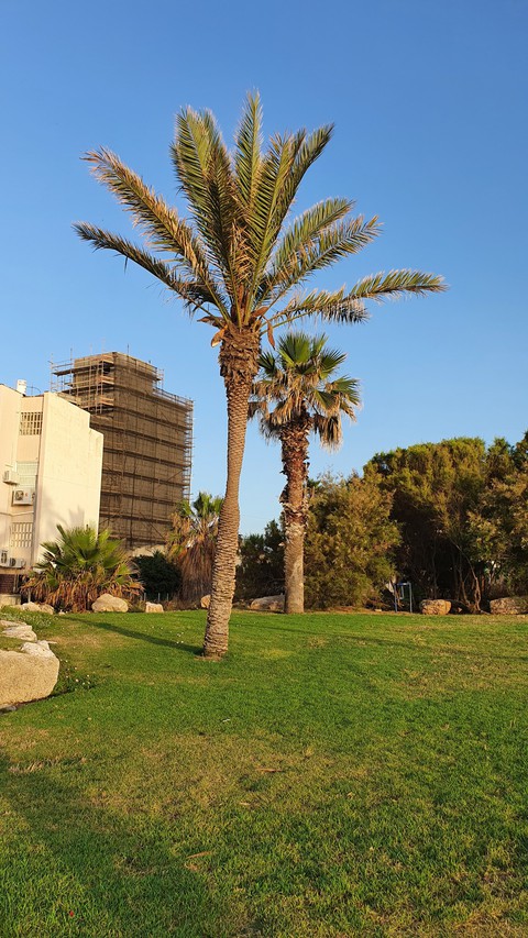 palms