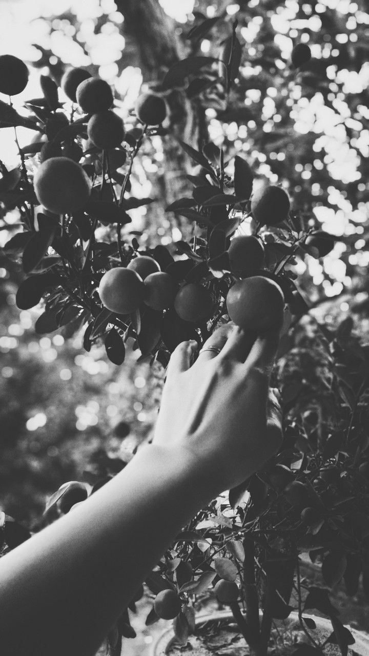 fruit