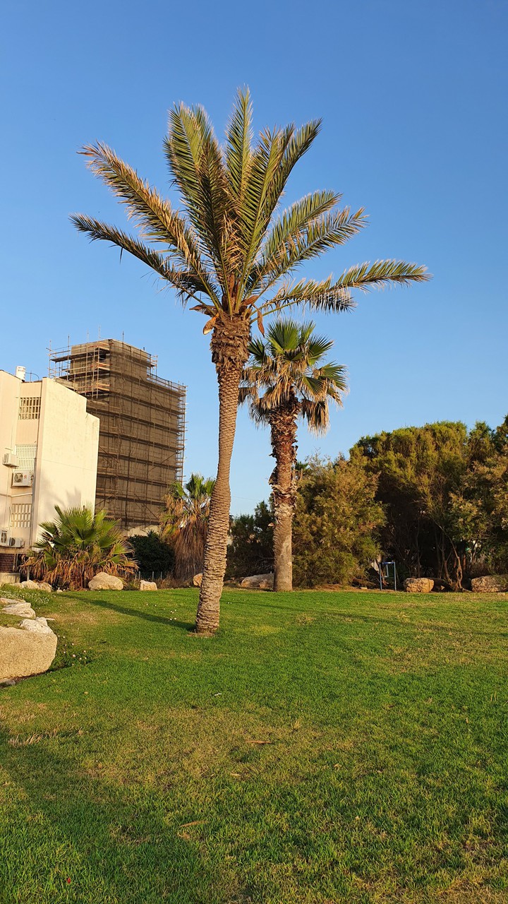 palms