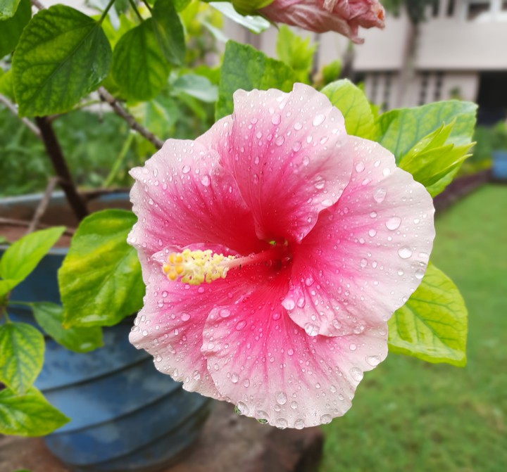 Pink hibiscus
