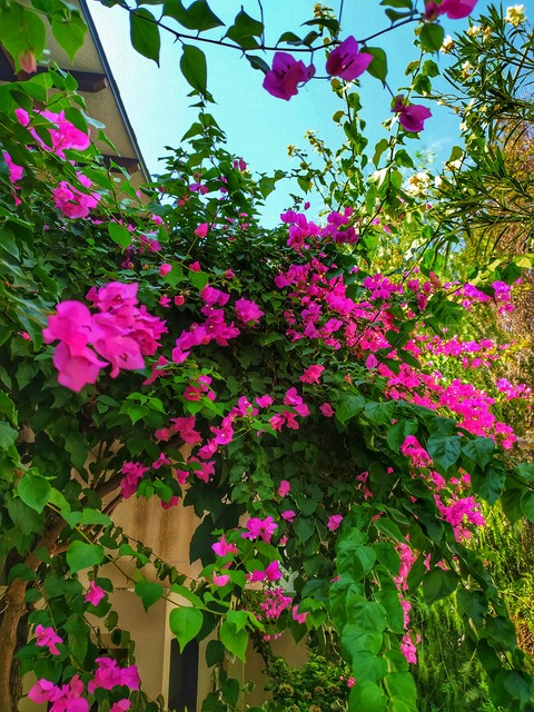 vegetation, petal壁紙