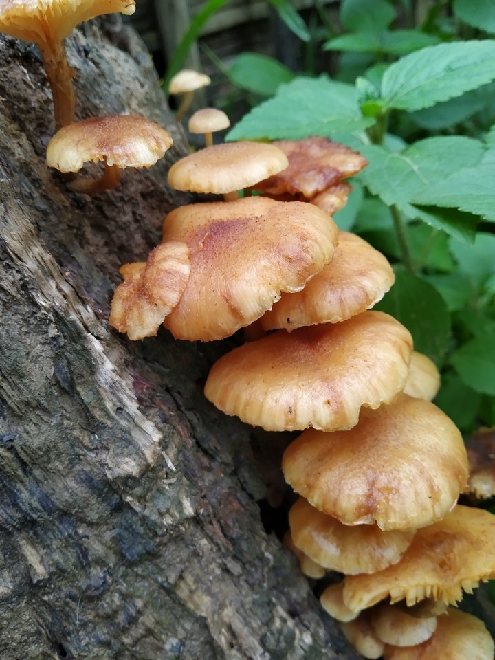unknown Mushroom