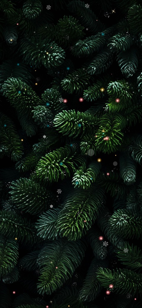 papéis de parede conifers, cupressaceae