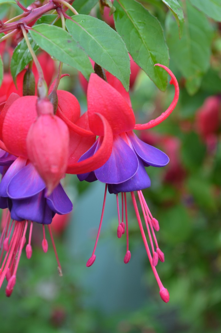 Fuschia