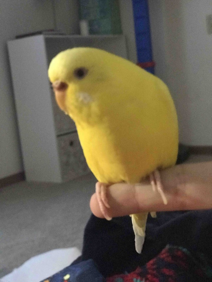 my owner got me