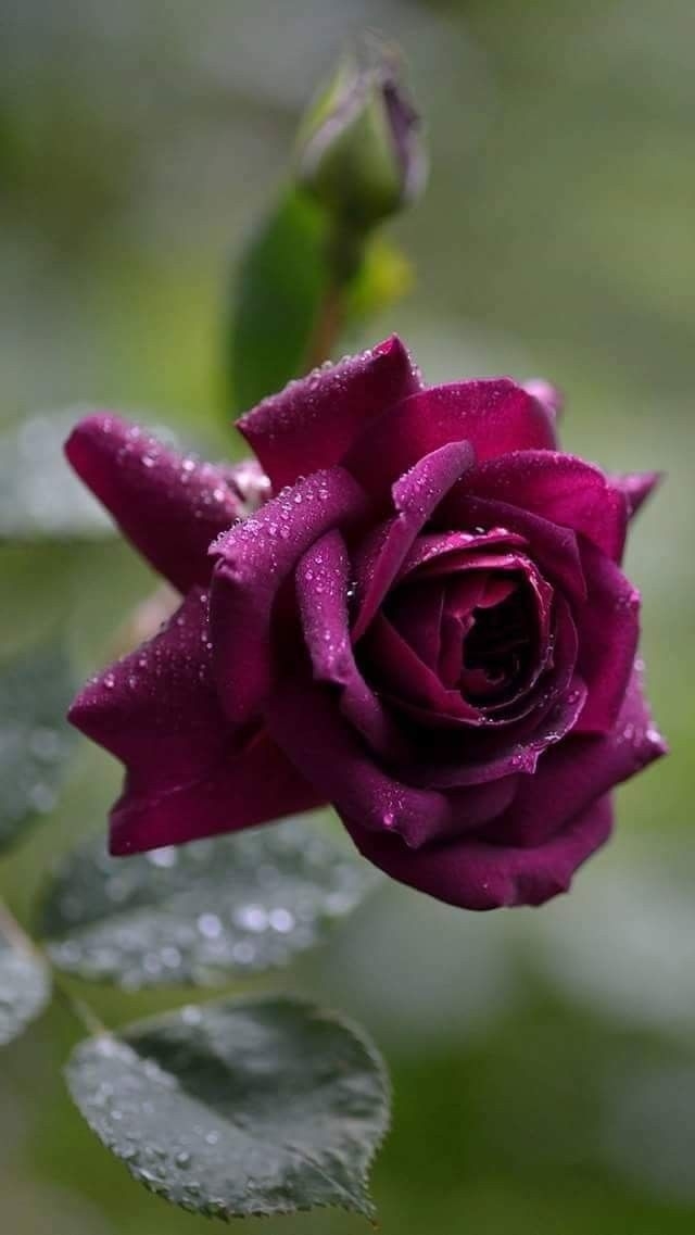 Roses ❤️ růže