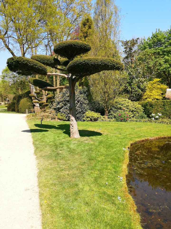 beautiful tree