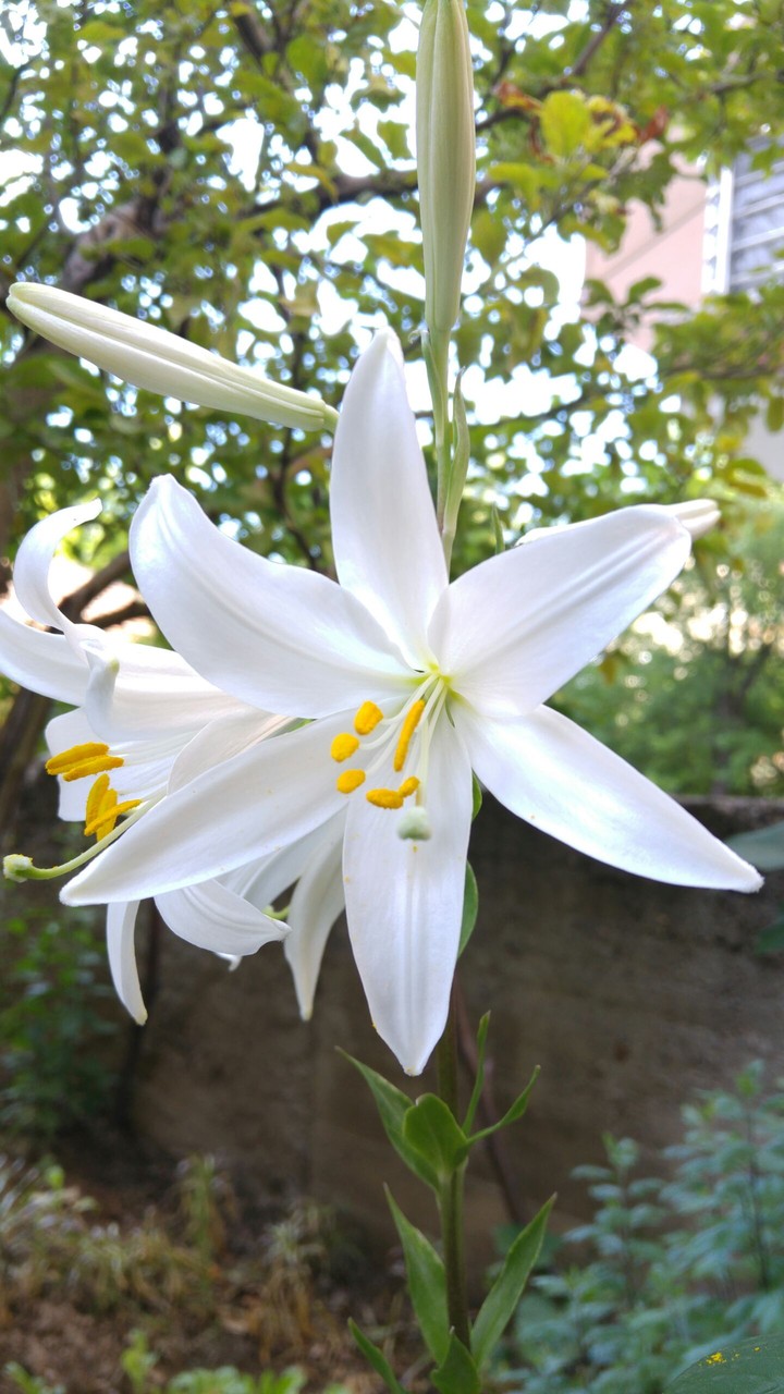 natural flowers