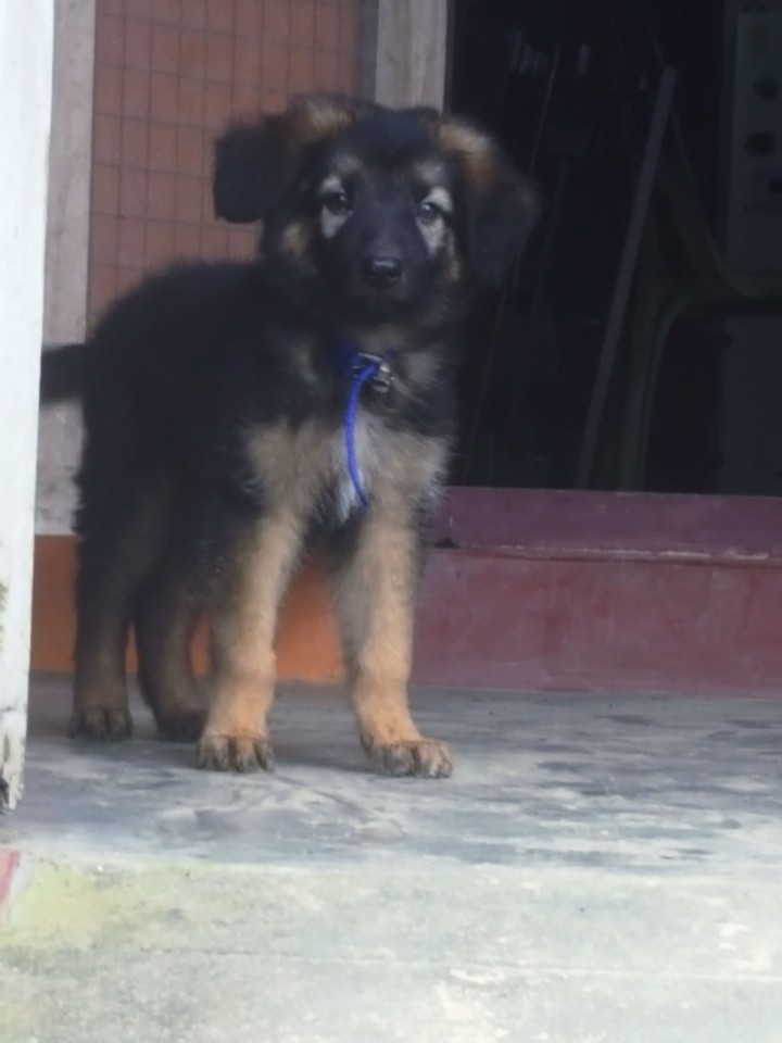 German shepherd