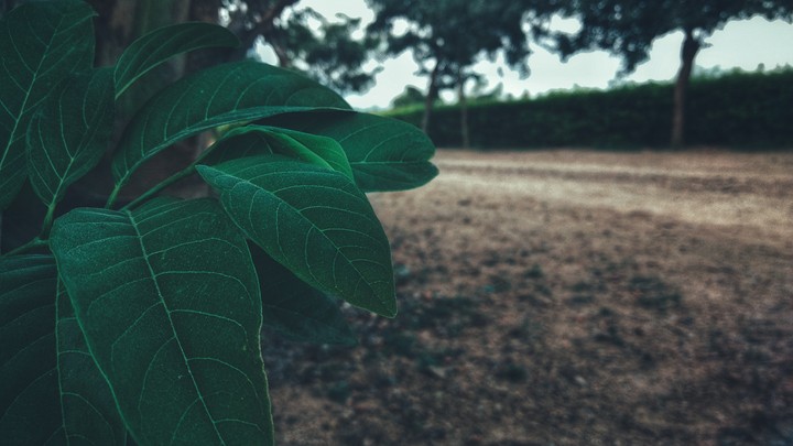 leaf