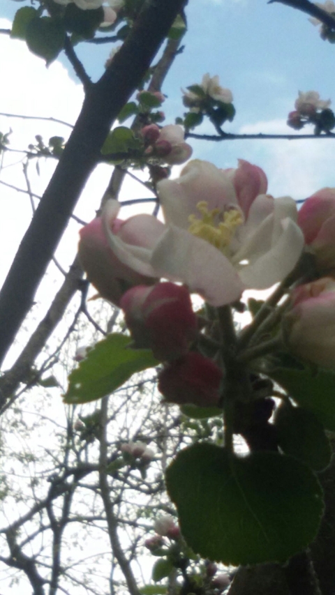 albero di melo in fiore