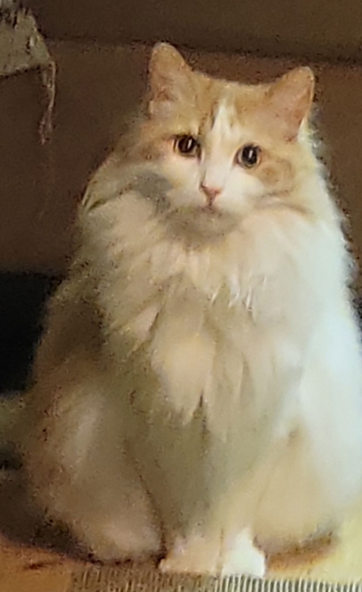 s.kitty