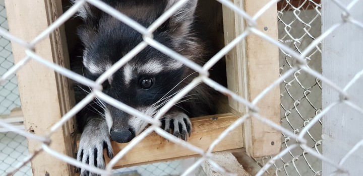 Raccoon