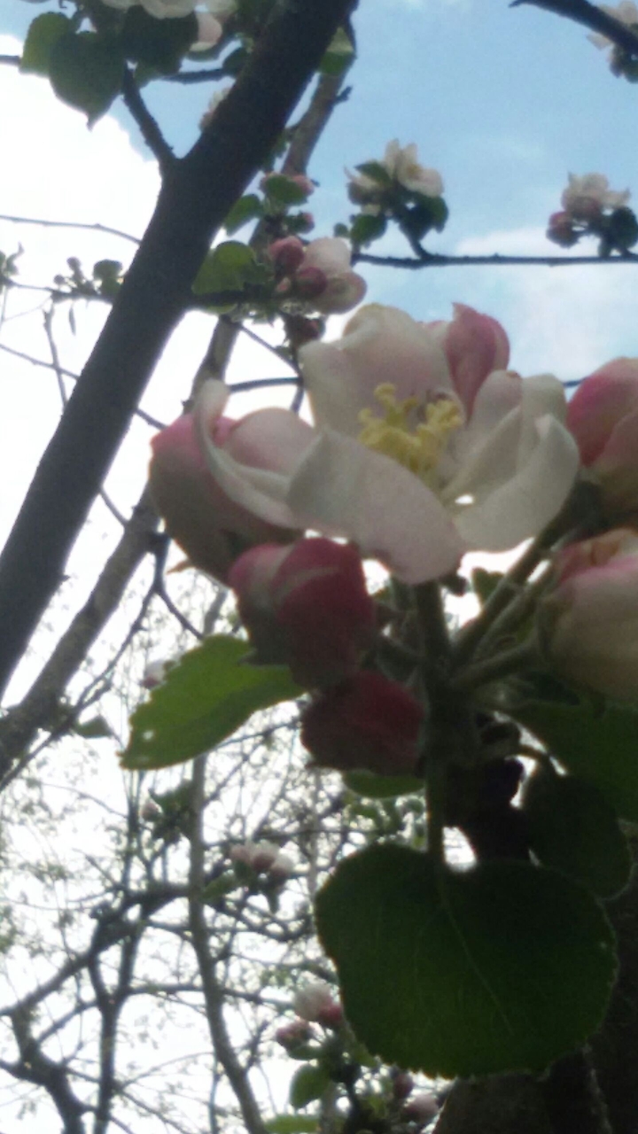 albero di melo in fiore