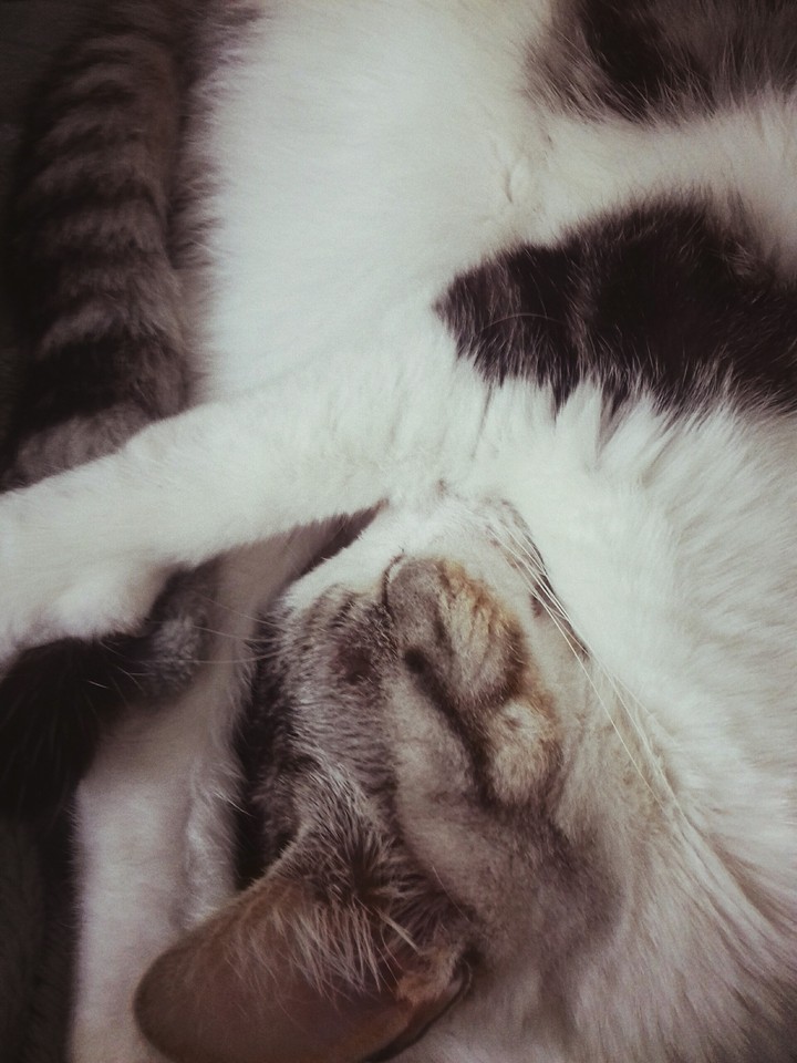 Mon chat