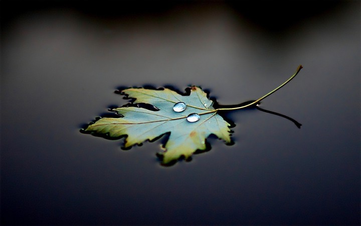 leaf drop