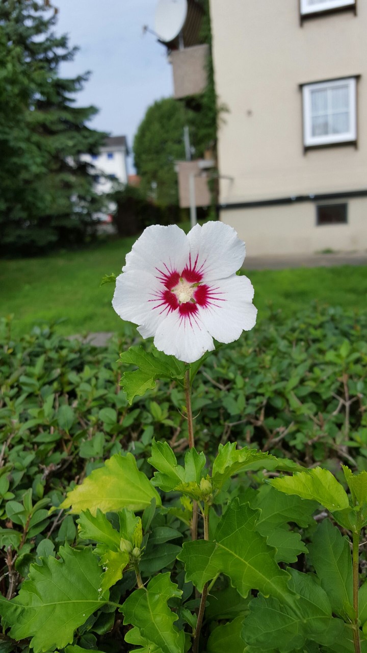 Flower; white and pink