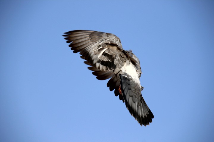 Dove
