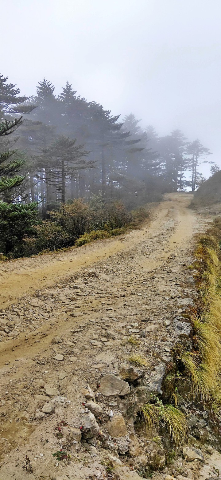 And into the forest I go, to lose my mind and find my soul."