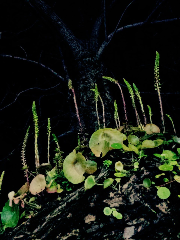 Grass