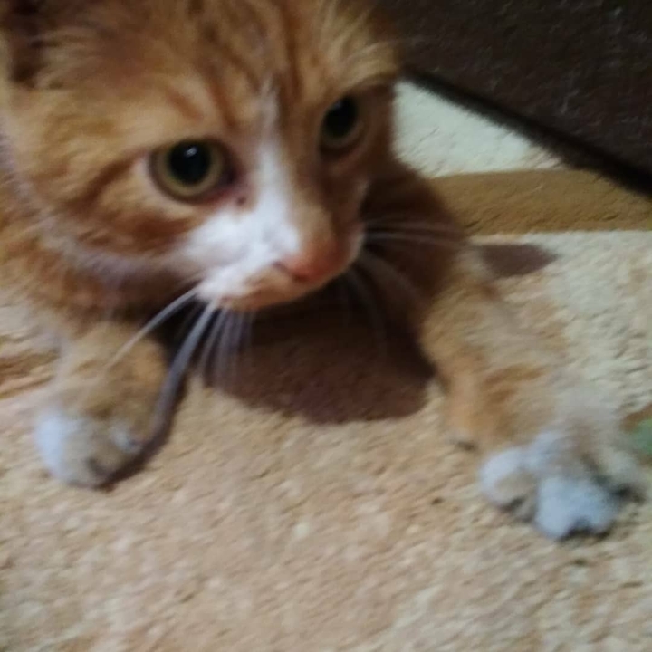 Милота