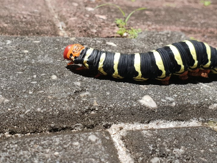 Caterpillar