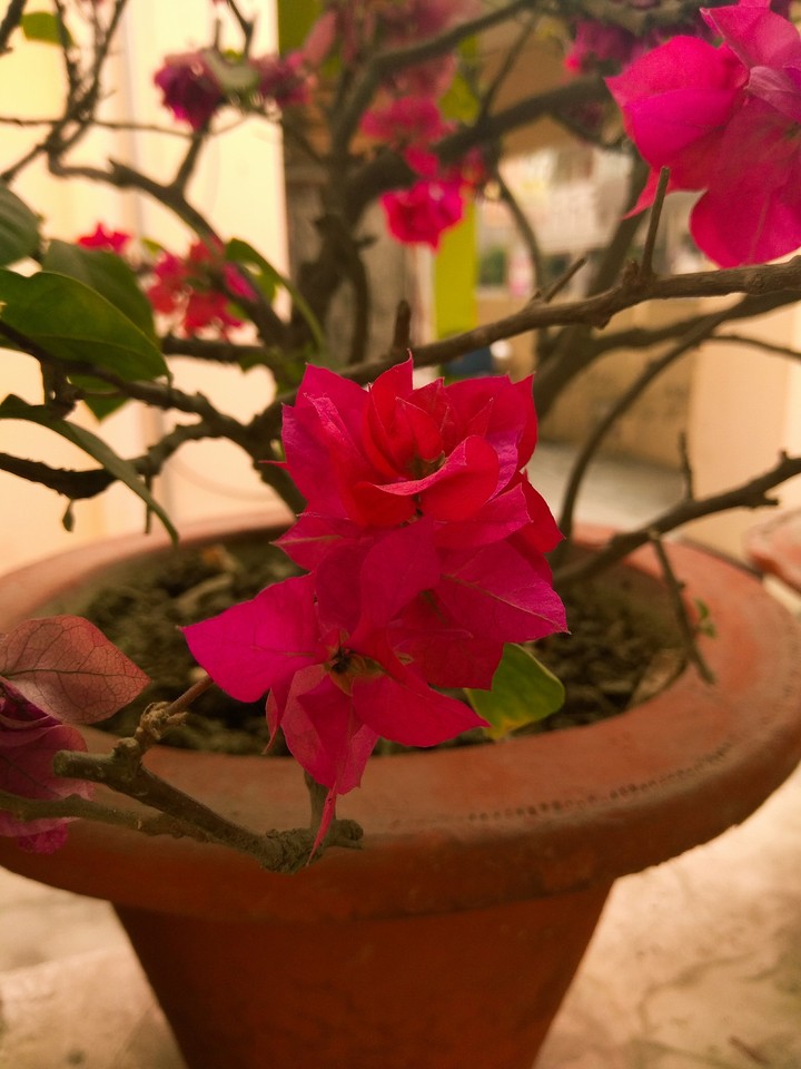 Bougainvillea