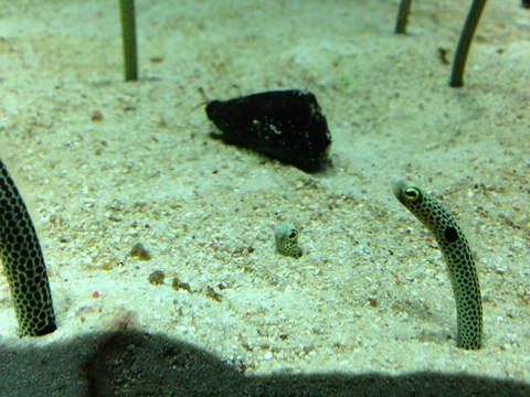 チンアナゴ