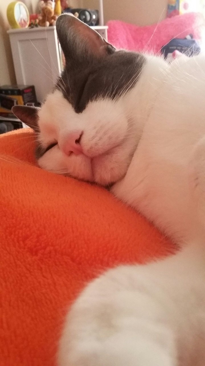 Sleeping Cat