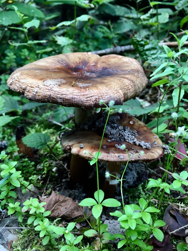nature