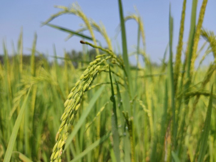 Rice plant8