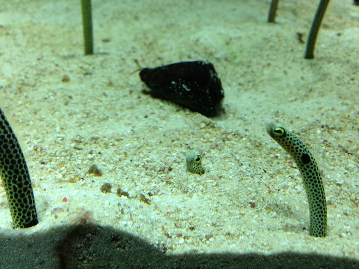 チンアナゴ