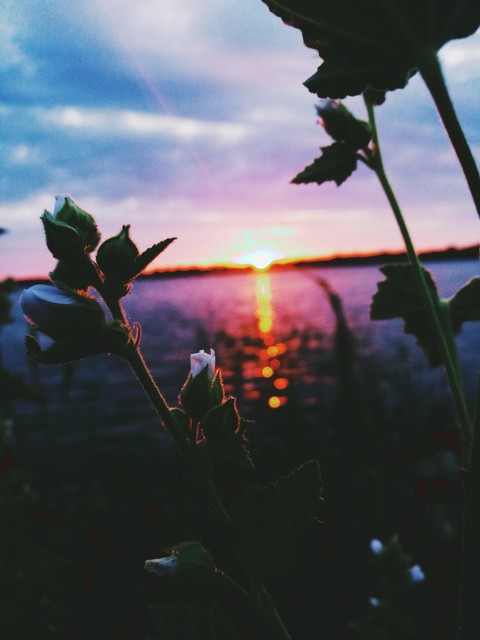 ταπετσαρίες flora, sea