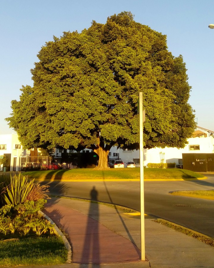 The most biggest tree I seen in my life 