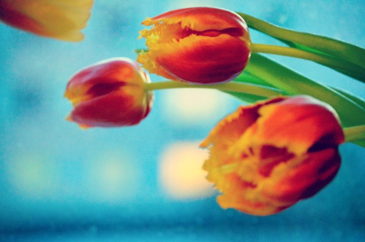 flower