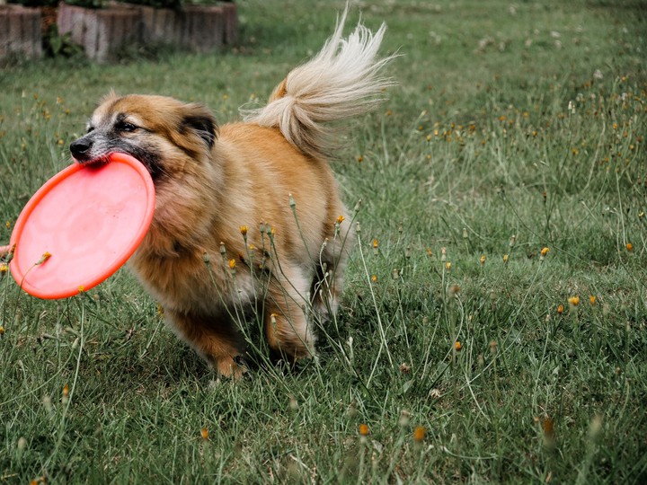 Dog, Animal, Hund, Tiere, Frisbee