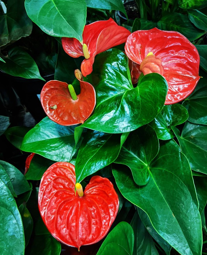 Calla lily