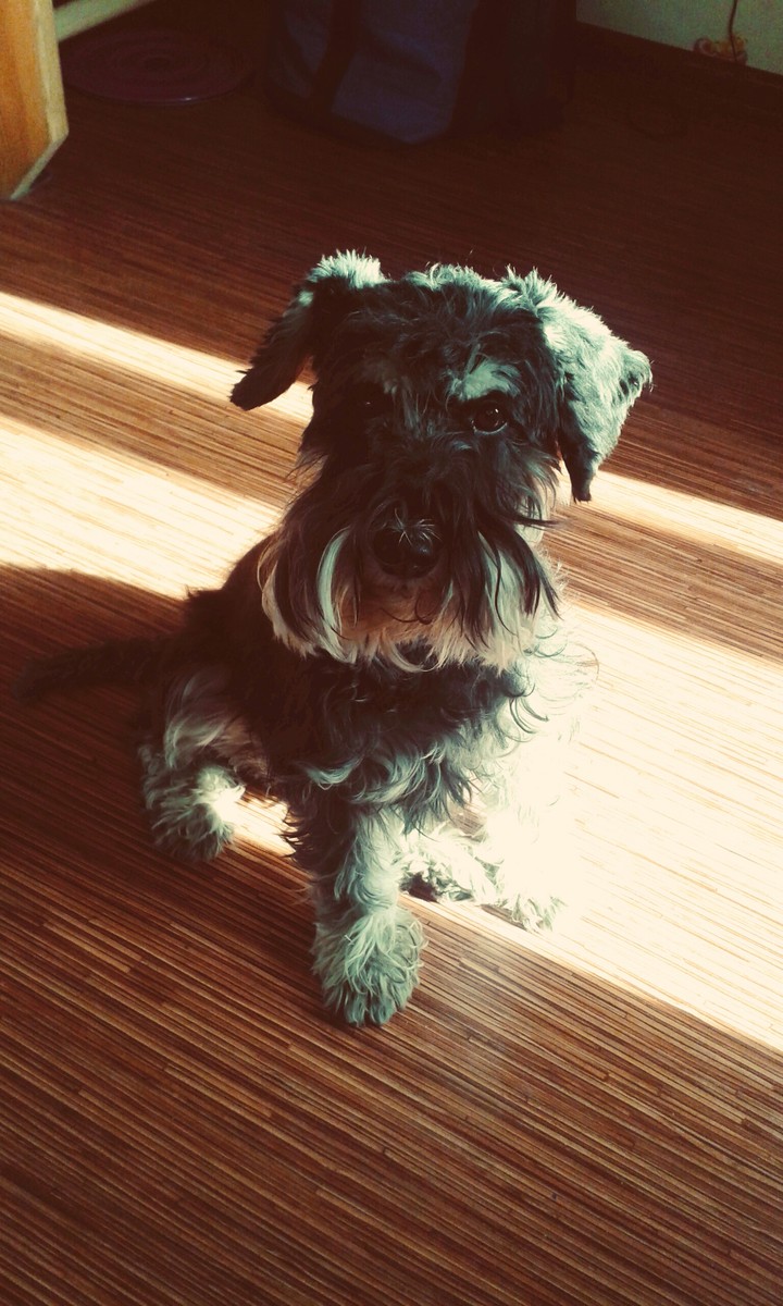 Dog